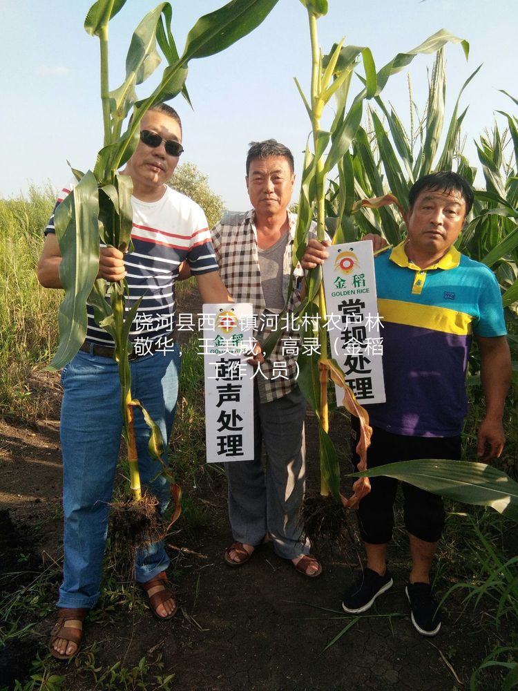 黑龍江雙鴨山市與佳木斯市的超聲波玉米、水稻種植田調(diào)查