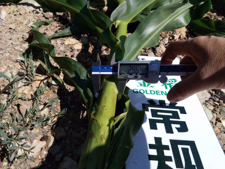 黑龍江雙鴨山市與佳木斯市的超聲波玉米、水稻種植田調(diào)查