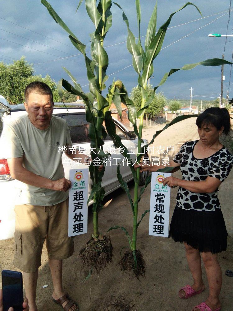 黑龍江雙鴨山市與佳木斯市的超聲波玉米、水稻種植田調(diào)查